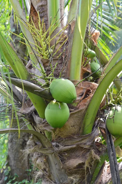 Green coconut at tree — Stock Photo, Image