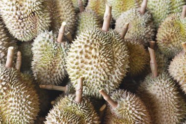 Durian meyve form Tayland