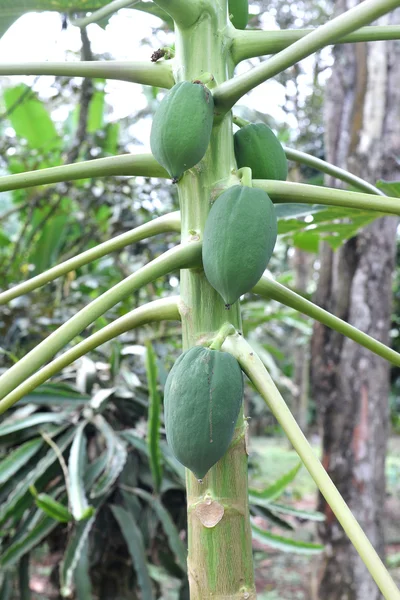 Green papaya on the papaya tree. — Stock Photo, Image