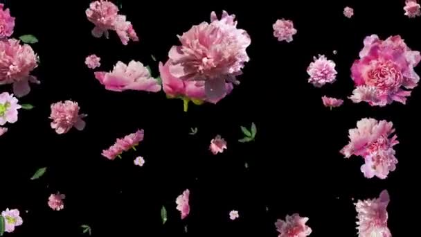 L'animazione di fiori di peonia è generata su uno sfondo nero. la dimensione. — Video Stock