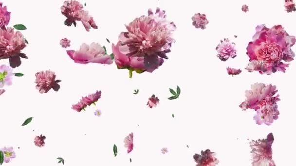 Animation av pion blommor genereras på en vit bakgrund. — Stockvideo