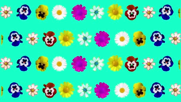 Generated animation of various colors on a blue background. colored daisies, pansies spin, change size. Fall down from the top. Decorative postcard. screen saver. background — Stock Video