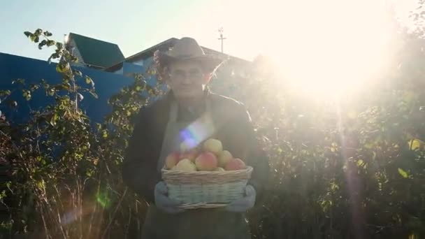 Starší farmář ve věku 60 let nosí jablka v krabici. Koncept přirozeného, zdravého jídla. Pracovat na zahradě. Práce na částečný úvazek důchodců v zemědělství. obchod. — Stock video