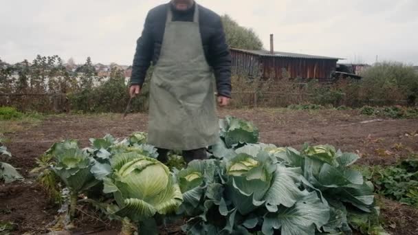 Landwirt 60 Jahre alt, der Kohl hält. Das Konzept der natürlichen, gesunden Ernährung. Zur Arbeit im Garten. Teilzeitarbeit für Rentner in der Landwirtschaft. Unternehmen. — Stockvideo