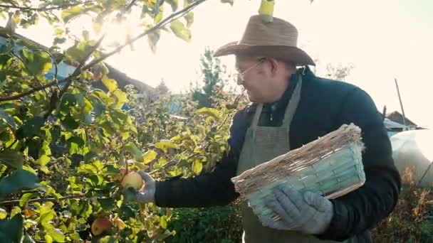 Agricultor idoso de 60 anos escolhe maçãs de uma árvore em uma caixa. O conceito de comida natural e saudável. Trabalhar no jardim. Trabalho a tempo parcial para os reformados na agricultura. negócios. — Vídeo de Stock