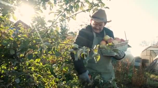 Starší farmář ve věku 60 let sbírá jablka ze stromu v krabici. Koncept přirozeného, zdravého jídla. Pracovat na zahradě. Práce na částečný úvazek důchodců v zemědělství. obchod. — Stock video