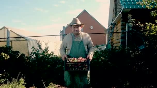 Пожилой фермер 60 лет носит яблоки в коробке. Понятие натурального, здорового питания. Работать в саду. Неполный рабочий день для пенсионеров в сельском хозяйстве. бизнес. — стоковое видео