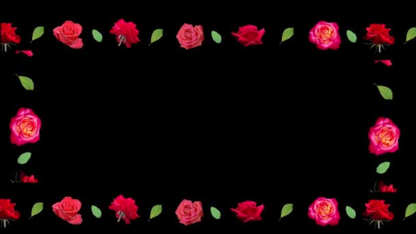 Marco de flores de rosas sobre un fondo negro. — Vídeos de Stock