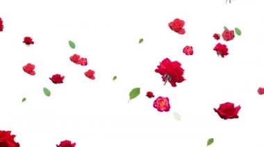 Gül çiçeklerinin animasyonu beyaz arka planda üretilir. boyut.
