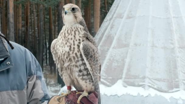 Close-up. The falcon sits on the arm. In the blue forest Looking out for prey. The fastest bird in the world. falconry. Western Siberia. Wildlife concept. Fauna — Stock Video
