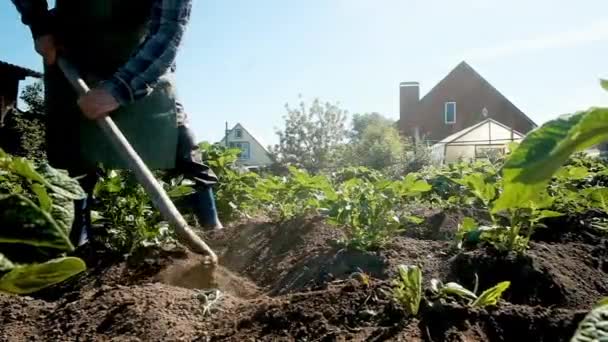 Close-up: Onkruid uit aardappelgrond verwijderen, een oudere man van 60 met een schoffel in een moestuin. Zorgen voor planten in de tuin. Aardappeloogst. met pensioen gaan. onkruidverdelgers. — Stockvideo