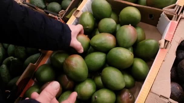 Farmer na targu sortuje mango. Świeże żniwa. Interesy. Koncepcja zdrowej żywności. Soczyste, zdrowe owoce z ogrodu. Sprzedaje na rynku. Klient wybiera w supermarkecie. — Wideo stockowe