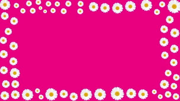 Frame from white flowers of daisies on a pink background. minimalistic presentation form, text, corporate identity. Support for name, logo, letters. flower shop. modern design — Stock Video