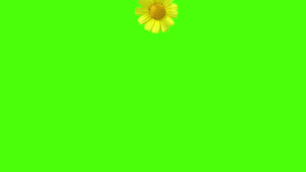 Animação gerada de cores diferentes em um fundo verde. margaridas coloridas, margaridas Queda para baixo e gradualmente preencher o quadro. Cartão postal decorativo, aro, recorte, em branco, design — Vídeo de Stock