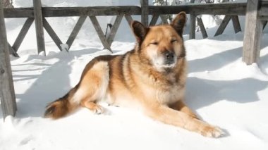 Köpek kışın yürüyüşe çıkar. Bir köpek portresi. Ormandaki kar beyazı karın üzerinde oturuyor. Evcil hayvan. Avlanıyordum. Parkta kış eğlencesi. Hafta sonu. Verandada oturuyor.