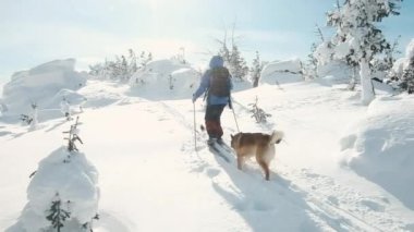Bir grup kros kayakçısı. Köpeği gezdiriyorum. Dağlardaki engelleri aşmak. Ekstrem sporlar. Tatil seyahati. Tatil ve aktif yaşam tarzı konsepti. Kış karı