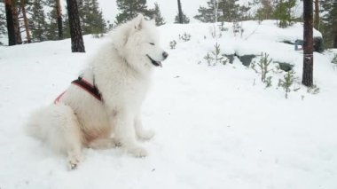 Beyaz samoed köpek kışın yürüyüşe çıkar. Bir köpek portresi. Ormandaki kar beyazı karın üzerinde oturuyor. Evcil hayvan. Avlanıyordum. Parkta kış eğlencesi. Hafta sonu dağda. Bir taşın üzerinde