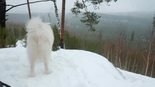 Vit samojad hund promenerar på vintern. Porträtt av en hund. Sitter på den snövita snön i skogen. Sällskapsdjur. Jakt. vinternöje i parken. Helg. står på ett berg, tittar in i fjärran på en sten — Stockvideo