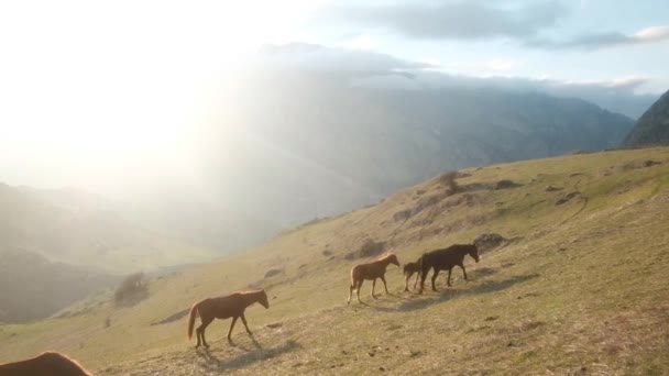 O turmă de cai păşeşte pe pajişte. natură sălbatică peisaj montan. Animale frumoase pe o fermă de iarbă verde rurală de vară. Conceptul de libertate ecologică. apusul soarelui — Videoclip de stoc
