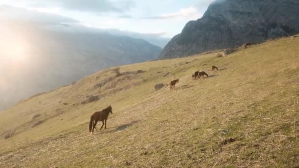 Kudde paarden graast in het weiland. wilde natuur berglandschap. Prachtige dieren op een zomerse groene grasboerderij. Ecologische vrijheid concept. zonsondergang — Stockvideo