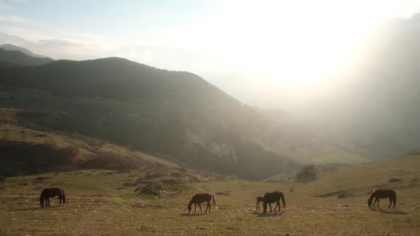 Manada de caballos pastando en el prado. naturaleza salvaje paisaje de montaña. Hermosos animales en una granja de hierba verde rural de verano. Concepto de libertad ecológica. puesta de sol — Vídeo de stock