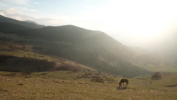 一群马在草地上吃草。野生大自然的山水。美丽的动物在夏天的乡村绿草农场里.生态自由概念。日落 — 图库视频影像