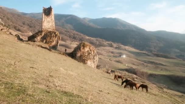 成群的马在古塔附近的草地上吃草.野生大自然的山水。美丽的动物在夏天的乡村绿草农场里.生态自由概念。日落 — 图库视频影像