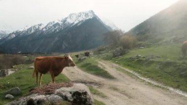 Sığır sürüsü dağlarda otluyor. Güneşli bir yaz gününde bir çayır otlağında grup halinde ot yiyorlar. Tarım faaliyetleri. Hayvan portresi. çevre dostu ürün