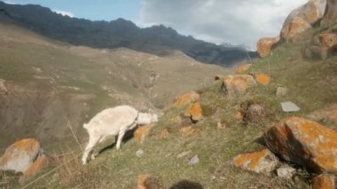 Keçi dağlarda otluyor. G, güneşli bir yaz gününde çayırda ot yer. Tarım faaliyetleri. Hayvan portresi. çevre dostu ürün