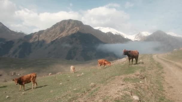 Sığır sürüsü dağlarda otluyor. Güneşli bir yaz gününde bir çayır otlağında grup halinde ot yiyorlar. Tarım faaliyetleri. Hayvan portresi. çevre dostu ürün — Stok video