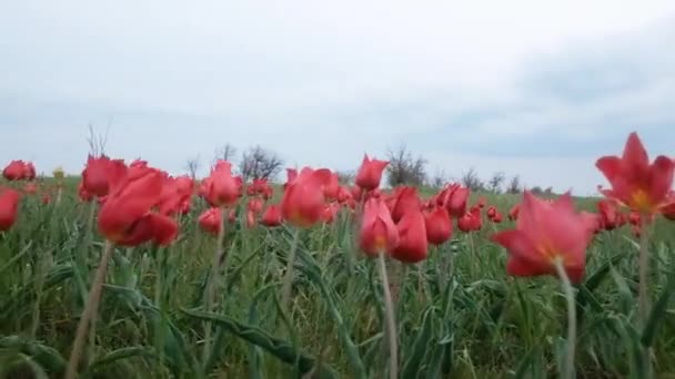 Pole piękne tulipany jasnoczerwone kwiaty kwitnące w wiosennym ogrodzie. Festiwal Tulipanów. Kwiat tulipana kwitnie wiosną. Piękno natury. Kalmykia. Elista. — Wideo stockowe