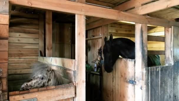 Paarden staan in de schuur en kijken elkaar aan. Close-up van het paardenhoofd. In de stal van een paardenboerderij met paarden die hun hoofd uitsteken uit de boxen. — Stockvideo