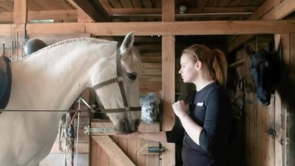 Женщина готовит большую, мощную белую лошадь для тренировки выездки. Девушка кормит лошадь сахаром в конюшне. Концепция активного образа жизни. Верховая езда. Шутки шутками — стоковое видео