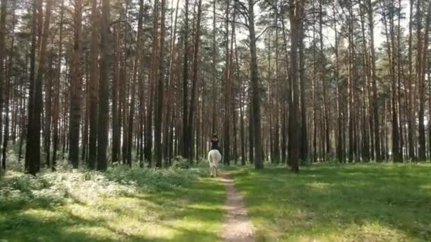 Açık bir yaz gününde atlı at ormanda yürür. Dikiz aynası. Aktif yaşam tarzı konsepti. At biniciliği. Jokey. Hafta sonu kısrak eğitimi — Stok video