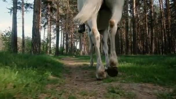 Paardenhoeven rennen in slow motion door het bos. Sluit maar af. Actief levensstijl concept. Paardrijden. Een jockey. Weekend merrietraining — Stockvideo