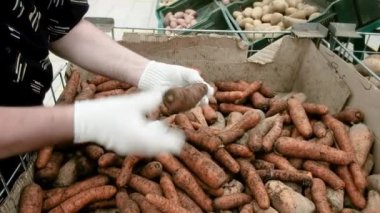 Dükkanda taze havuç olan tezgahın yakın çekimi. Doğal ışıkla çekilmiş. Pazarda sebzeleri ayıran eller. Diyet sağlıklı gıda konsepti. Cokolojik olarak saf ürünler.