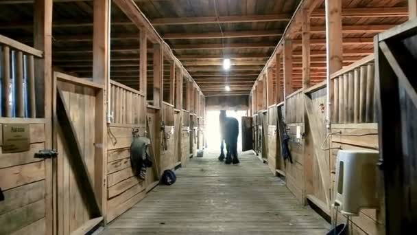 Dentro de los establos de una granja de caballos con caballos que sobresalen de los establos, un caballo negro se para en el granero y mira a la distancia. Vista trasera. Acercándonos a la cámara. interior. — Vídeo de stock