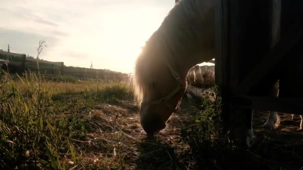 Le cheval brun mange de l'herbe au coucher du soleil. Cour équestre. Concept de mode de vie actif. le sport. Week-end d'été au club équestre. Prendre soin des animaux. Ferme alimentaire — Video