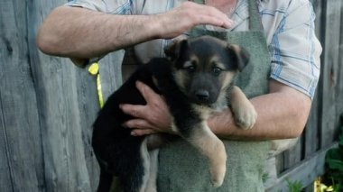 Yakın plan. Emekli bir adam kucağında sevimli, siyah bir köpek yavrusu tutuyor. Oynuyor, okşuyor, eğleniyor. Hayvan bakımı konsepti. Aktif yaşam tarzı. Çiftçi hafta sonu çiftçilik. Mutlu arkadaşlar.