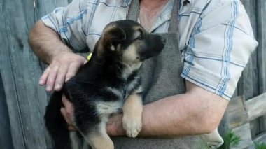 Yakın plan. Emekli bir adam kucağında sevimli, siyah bir köpek yavrusu tutuyor. Oynuyor, okşuyor, eğleniyor. Hayvan bakımı konsepti. Aktif yaşam tarzı. Çiftçi hafta sonu çiftçilik. Mutlu arkadaşlar.