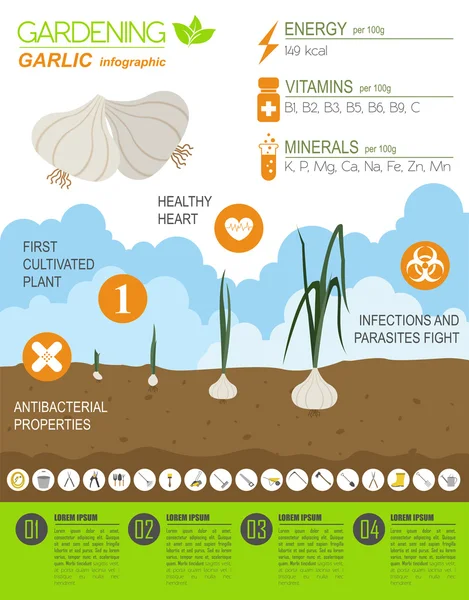 Trabajo de jardinería, infografía agrícola. Ajo. Plantilla gráfica. F — Archivo Imágenes Vectoriales