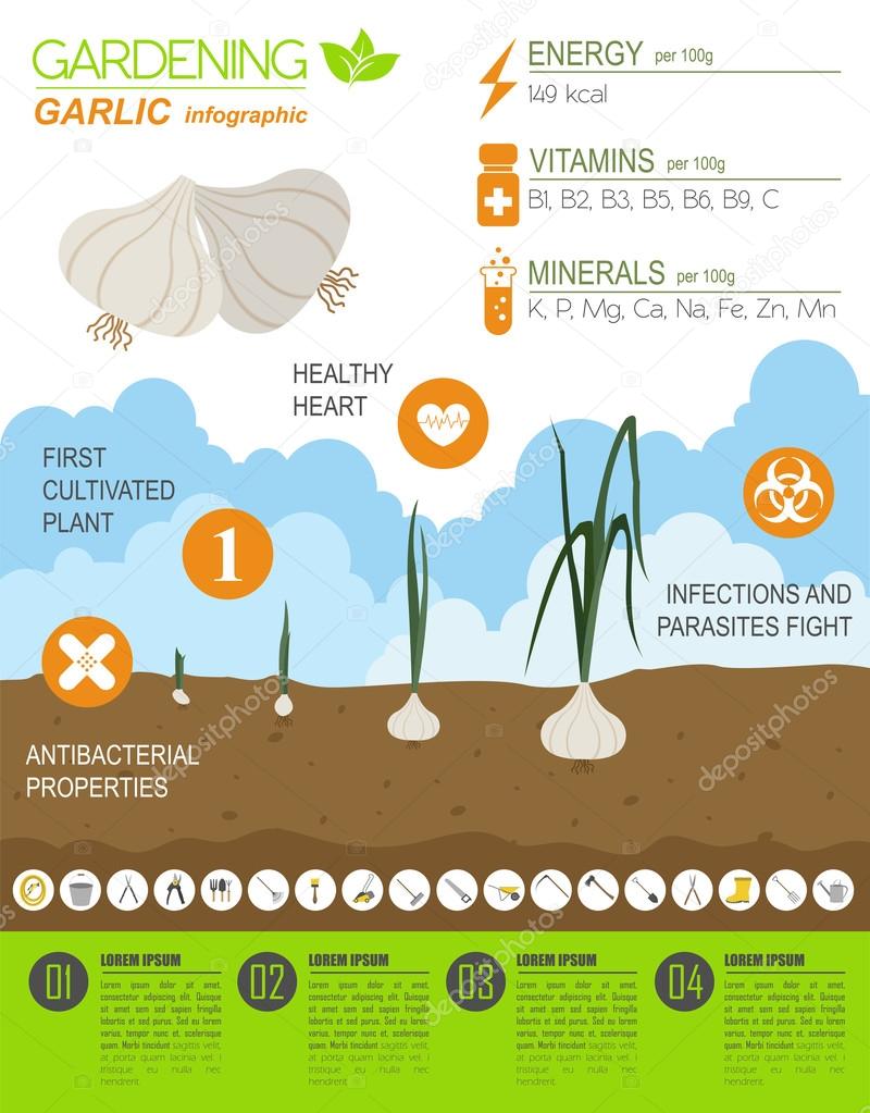 Gardening work, farming infographic. Garlic. Graphic template. F