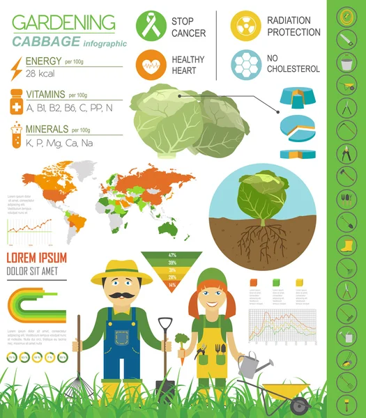Travaux de jardinage, infographie agricole. Du chou. Modèle graphique . — Image vectorielle