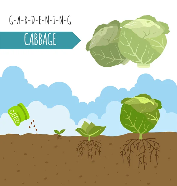 Travaux de jardinage, infographie agricole. Du chou. Modèle graphique . — Image vectorielle