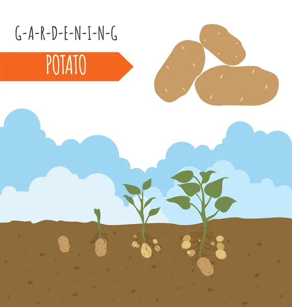 Trädgårdsarbete arbete, jordbruk infographic. Potatis. Grafisk mall. F — Stock vektor