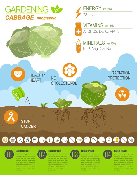 Travaux de jardinage, infographie agricole. Du chou. Modèle graphique . — Image vectorielle