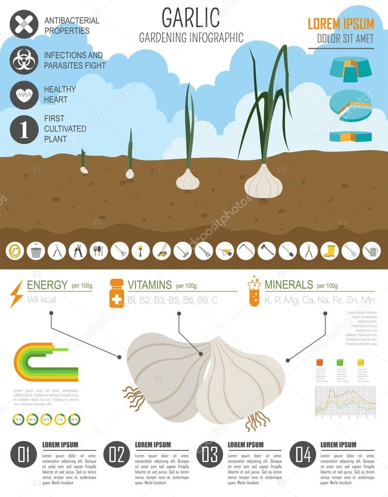 Gardening work, farming infographic. Garlic. Graphic template. F