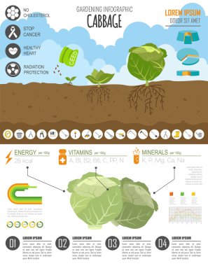 Infographic tarım bahçecilik iş. Lahana. Grafik şablonu. 