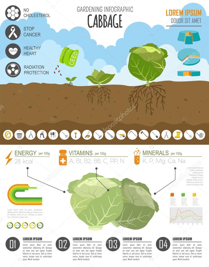 Gardening work, farming infographic. Cabbage. Graphic template. 