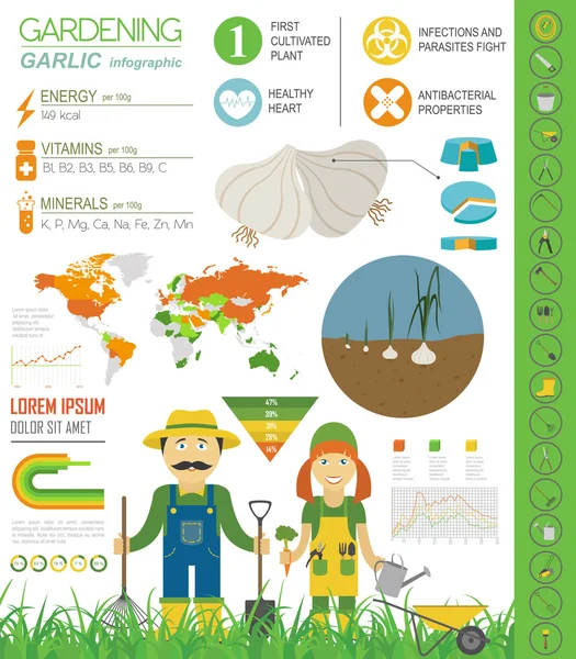 Trabalho de jardinagem, infográfico agrícola. Alho. Modelo gráfico. F — Vetor de Stock